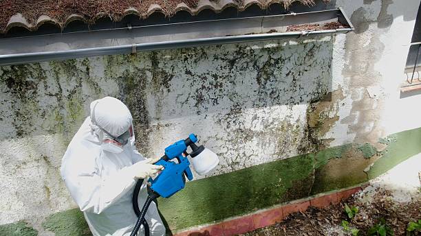 Mold Removal service in Township Of Washington